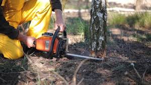 Tree and Shrub Care in Muhlenberg Park, PA