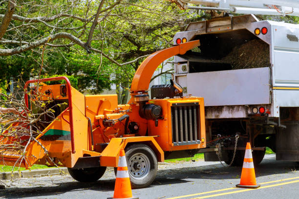 How Our Tree Care Process Works  in  Muhlenberg Park, PA