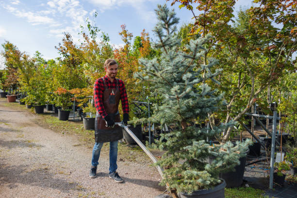 Best Root Management and Removal  in Muhlenberg Rk, PA