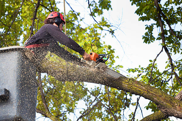 Best Tree Health Inspection  in Muhlenberg Rk, PA